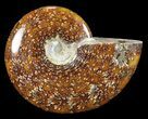 Polished, Agatized Ammonite (Cleoniceras) - Madagascar #54712-1